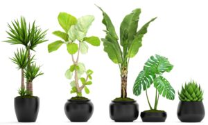 office design plants